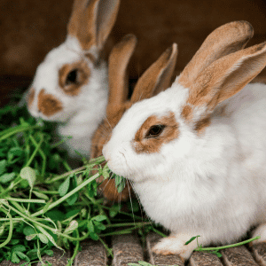 מזון לארנבים